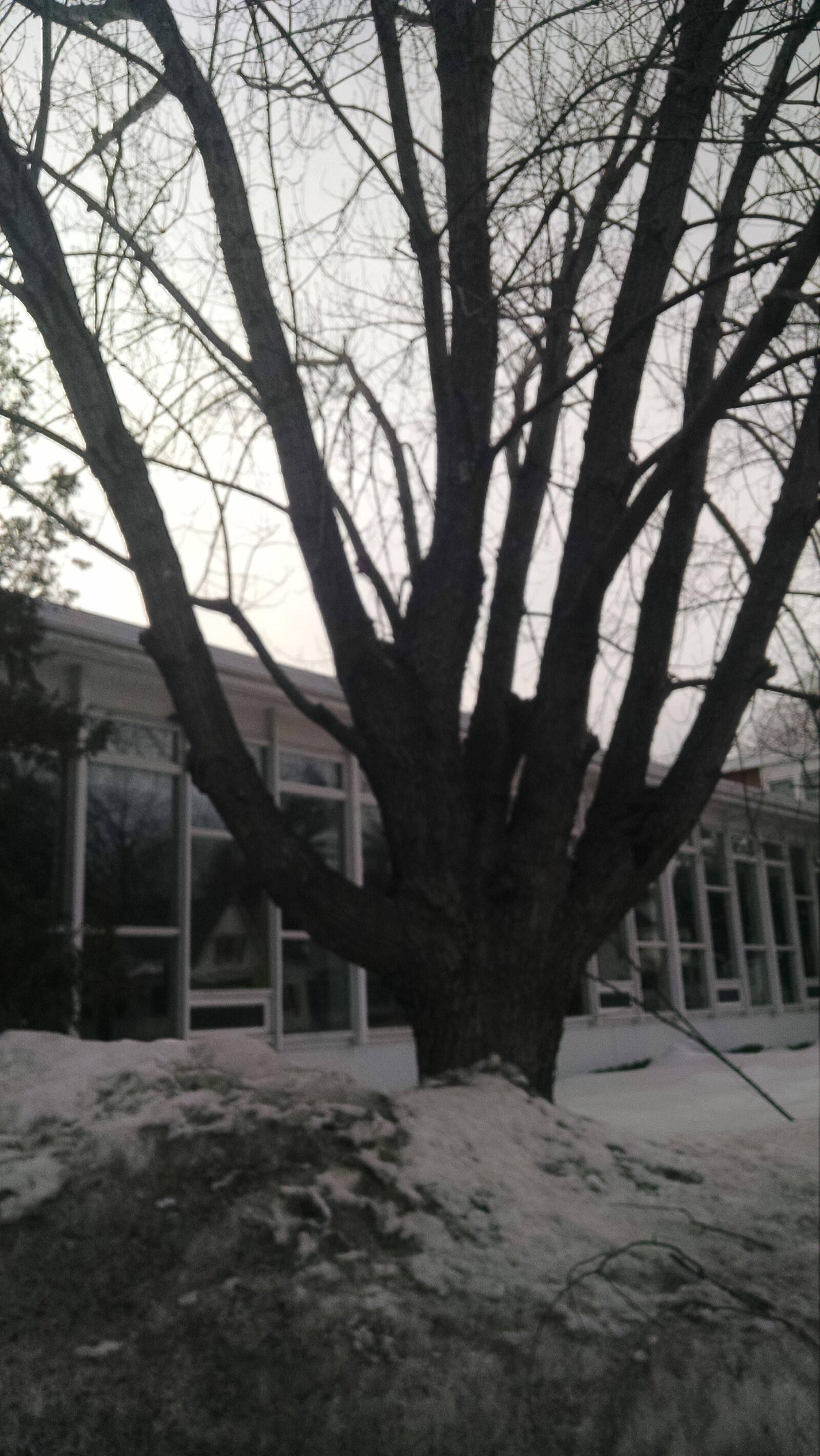 Motorola Moto X (1st Gen) sample photo. Branches, shadow, silhouette, tree photography