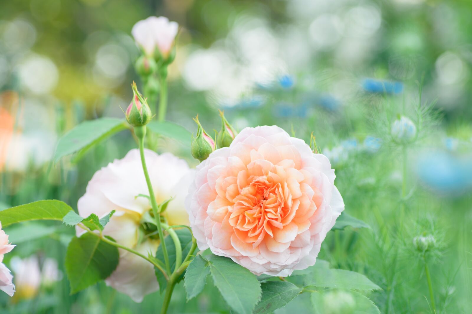 Nikon Df sample photo. Natural, plant, rose photography