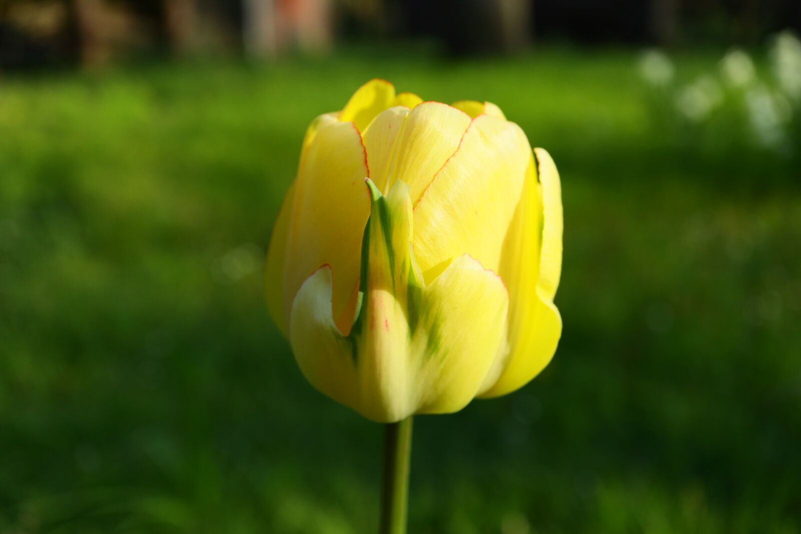 Canon EF-M 28mm F3.5 Macro IS STM sample photo. Tulip, yellow, hell photography