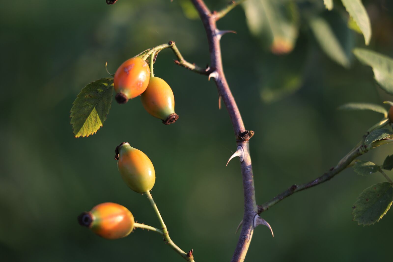 Canon EF 70-300 F4-5.6 IS II USM sample photo. Rose hip, berries, branch photography