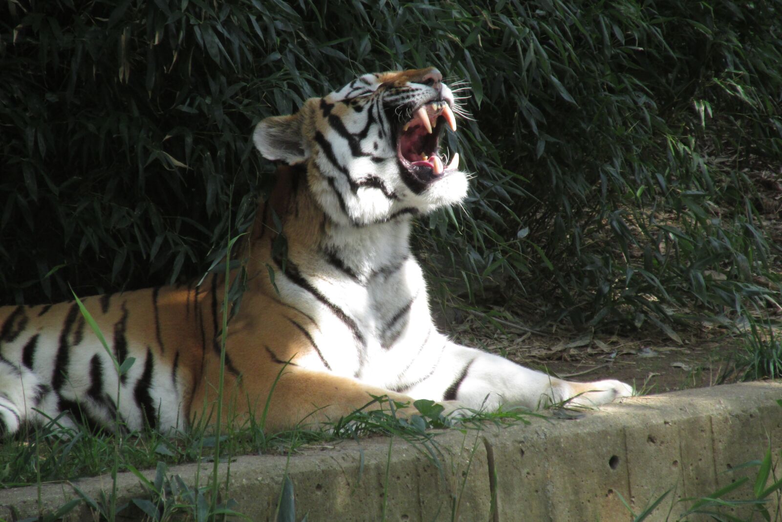 Canon PowerShot SX160 IS sample photo. Tiger, roar, teeth photography