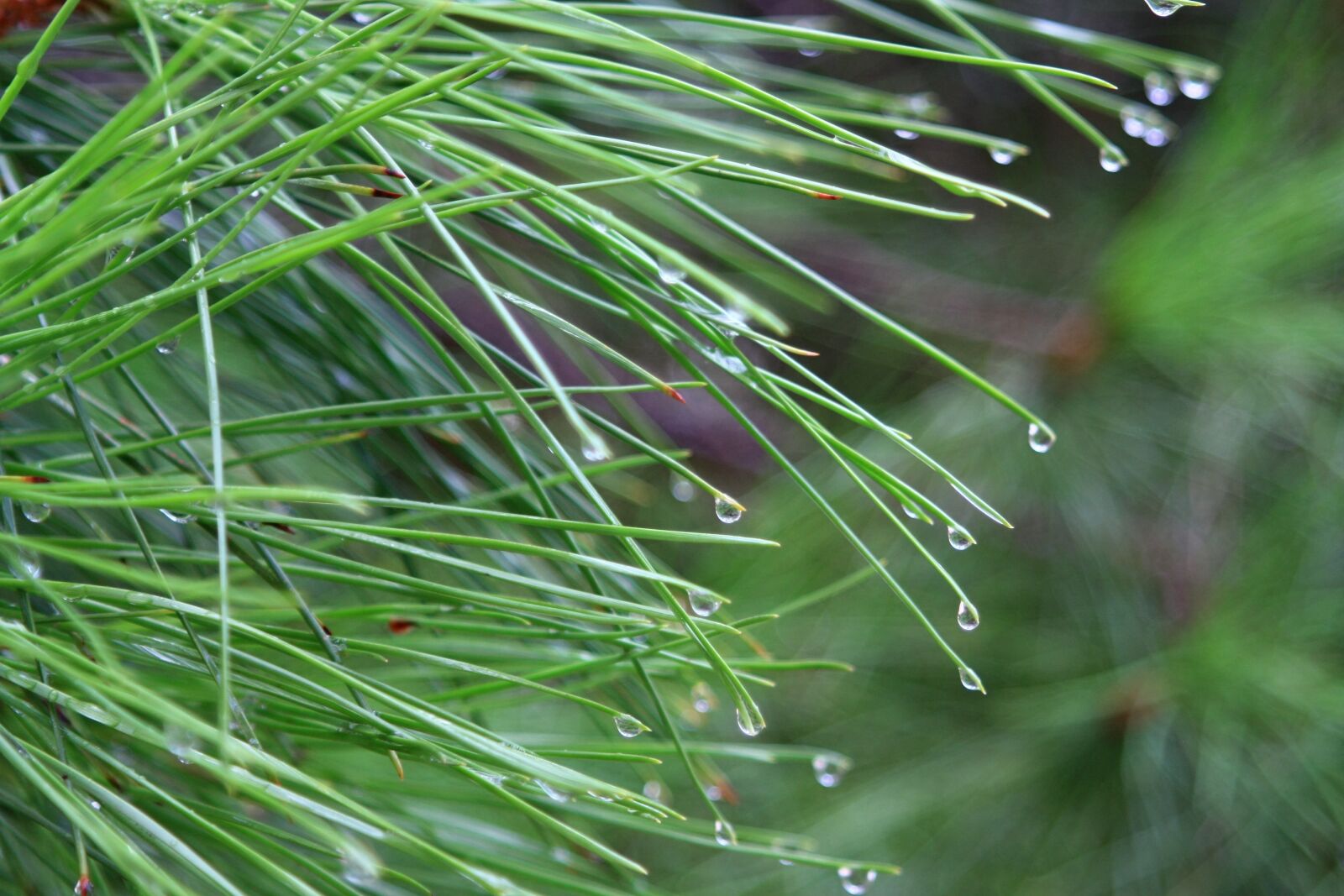 Canon EOS 450D (EOS Rebel XSi / EOS Kiss X2) sample photo. Tree, needles, pine photography
