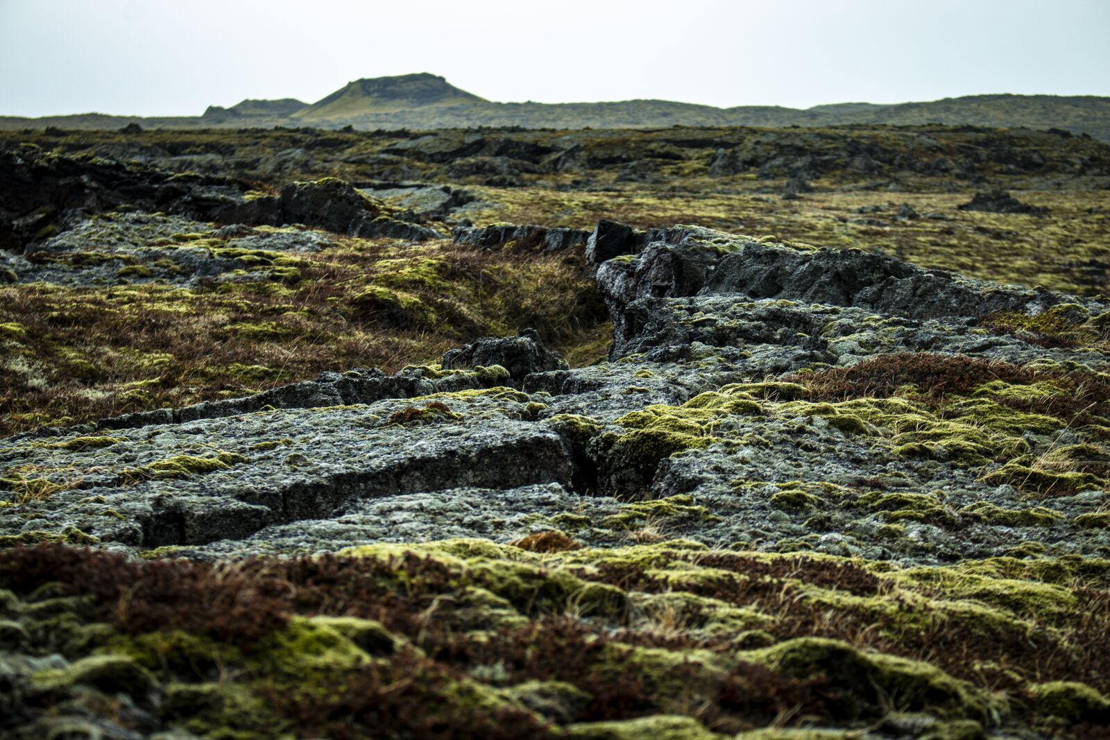 Canon EOS 70D sample photo. Iceland, moss, green photography