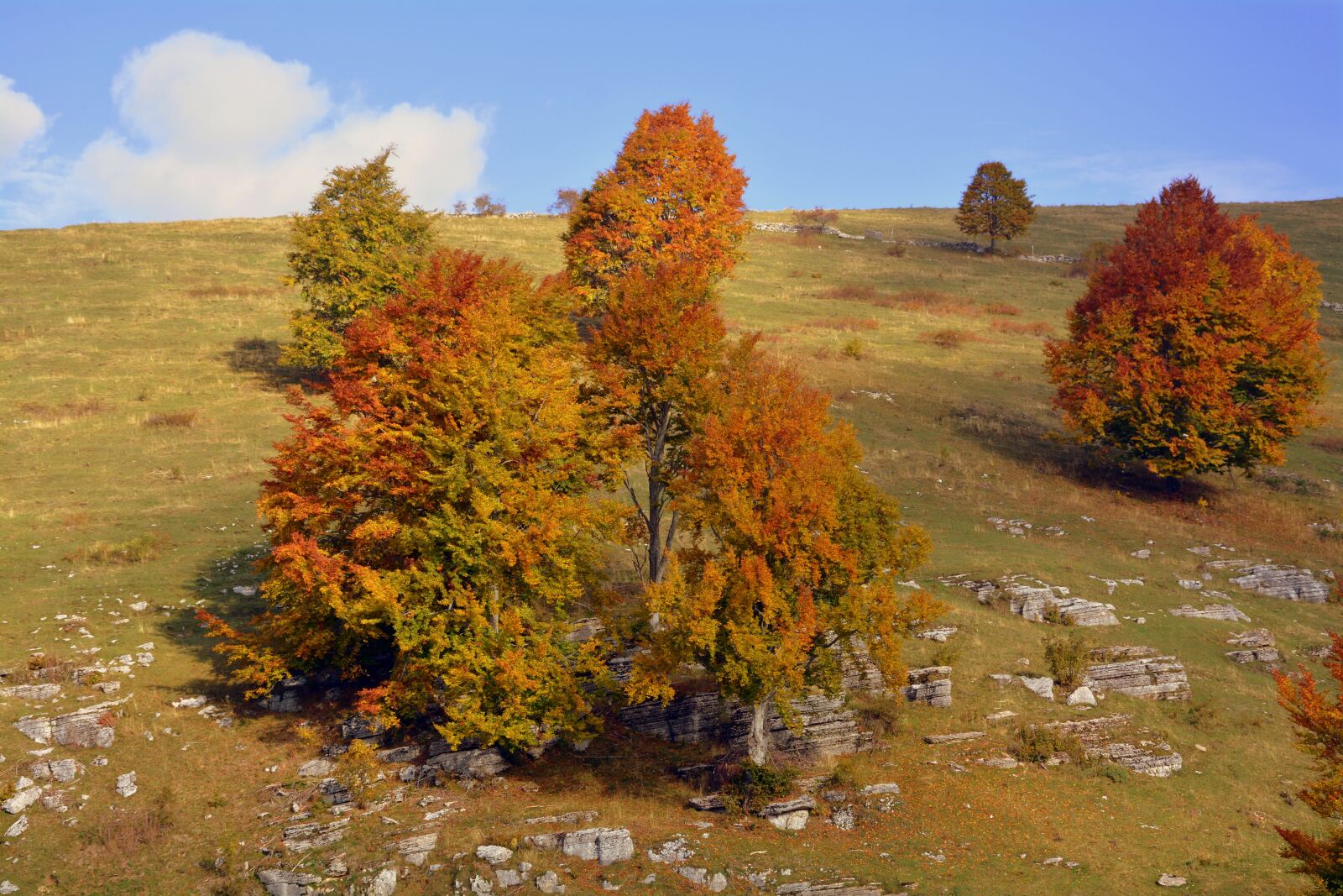 Nikon D7100 sample photo. Excursion, trees, autumn photography