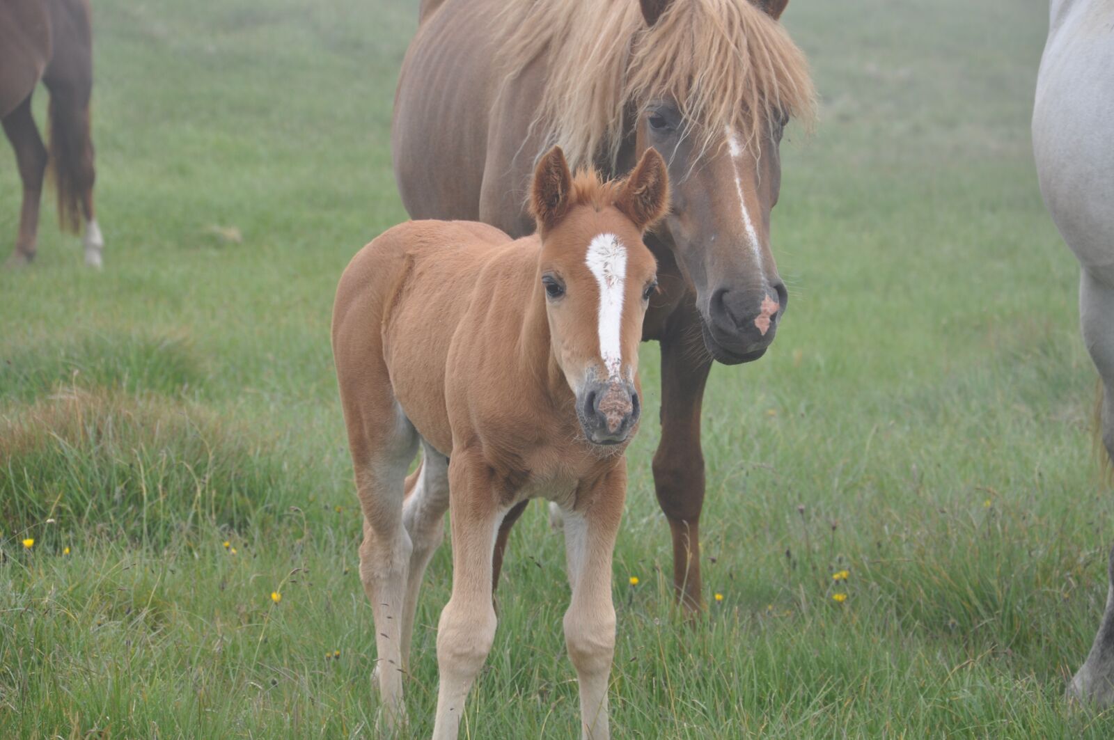 Nikon D90 sample photo. Horse, foal, he has photography