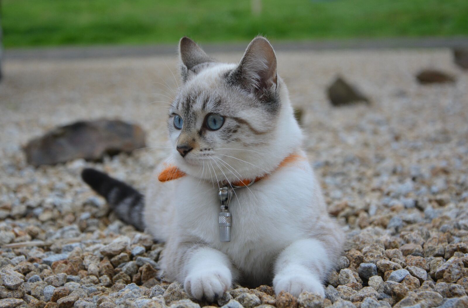 Nikon D5200 sample photo. Cat, kitten, female photography