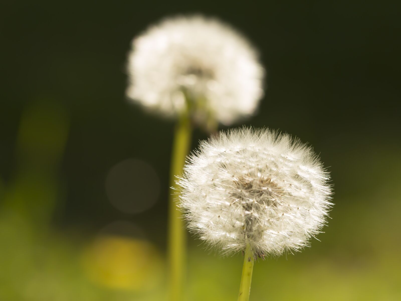 Canon EOS 700D (EOS Rebel T5i / EOS Kiss X7i) + Canon EF 100mm F2.8L Macro IS USM sample photo. Dandelion, green, nature photography