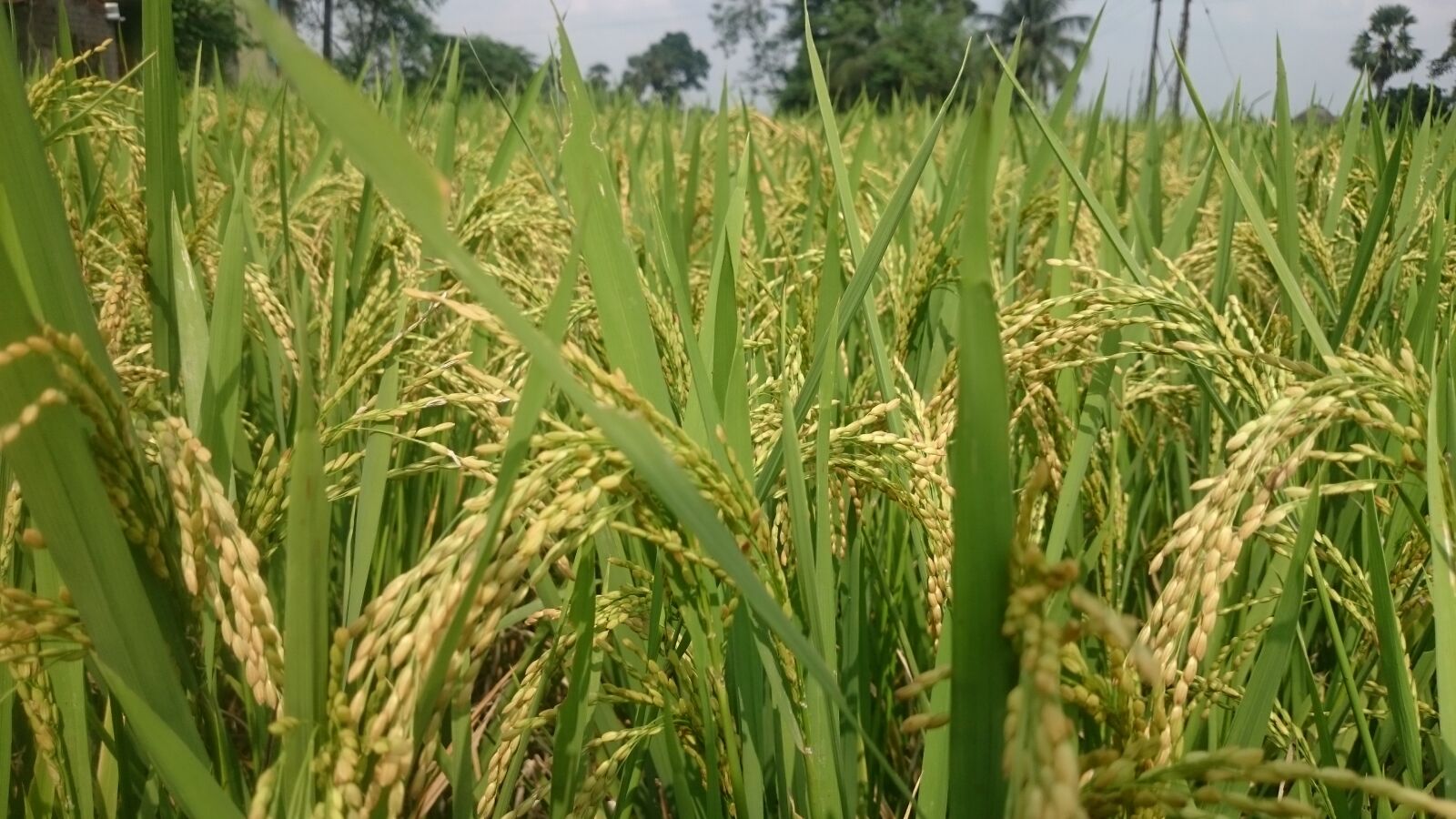Sony Xperia Z2 sample photo. Green, rice, tree, rice photography