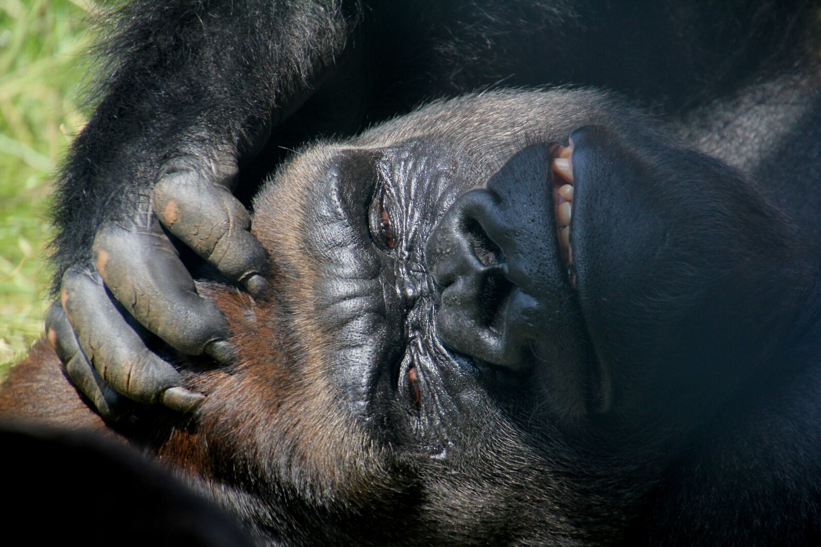 Canon EOS 60D sample photo. Look, gorilla, animal photography