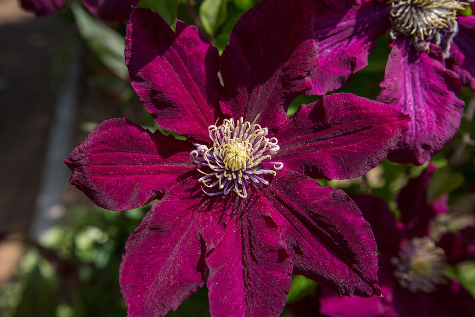 Canon EF 16-35mm F2.8L II USM sample photo. Plants, borders, wisley photography