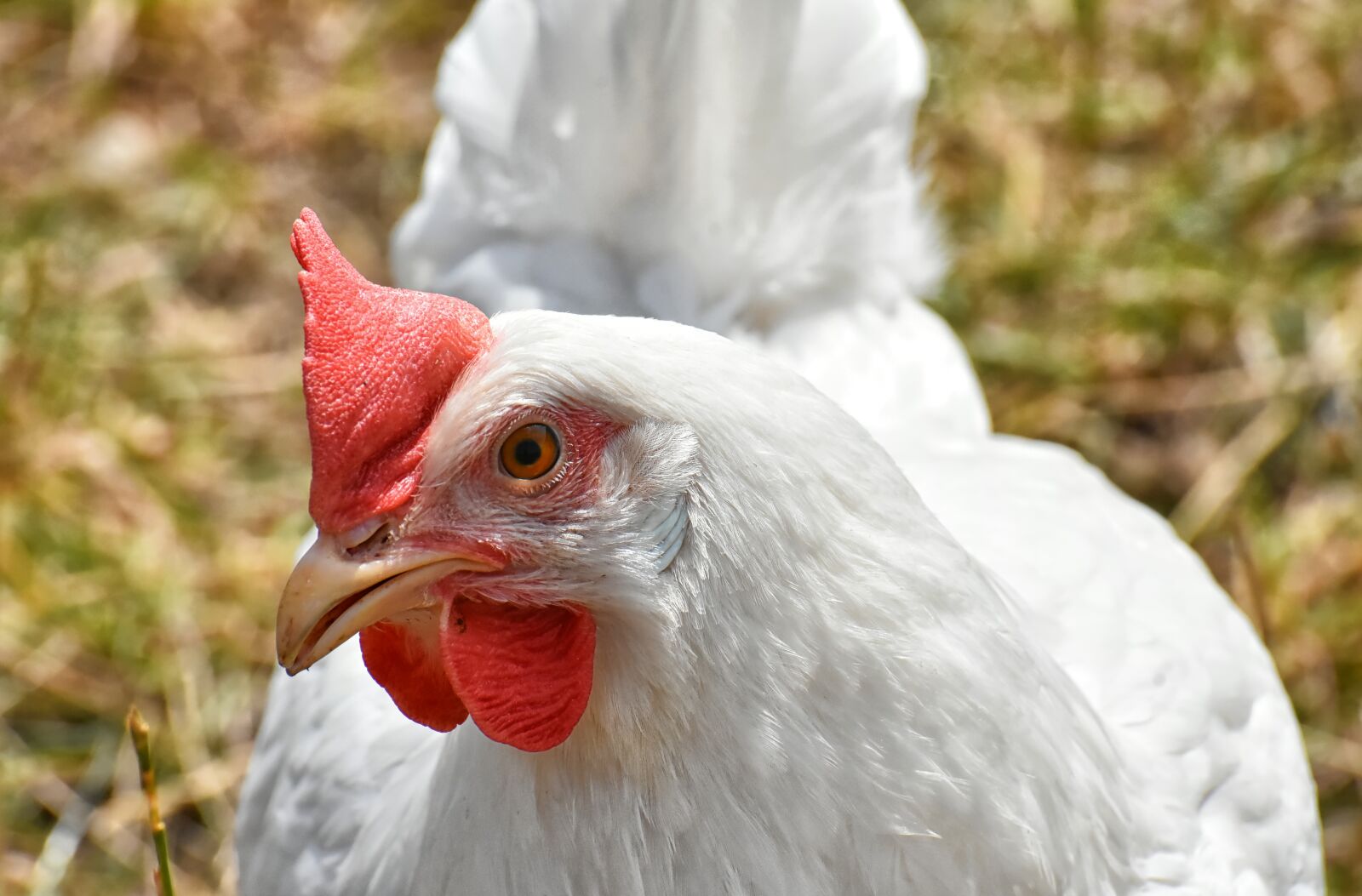 Nikon D7200 sample photo. Chicken, poultry, plumage photography