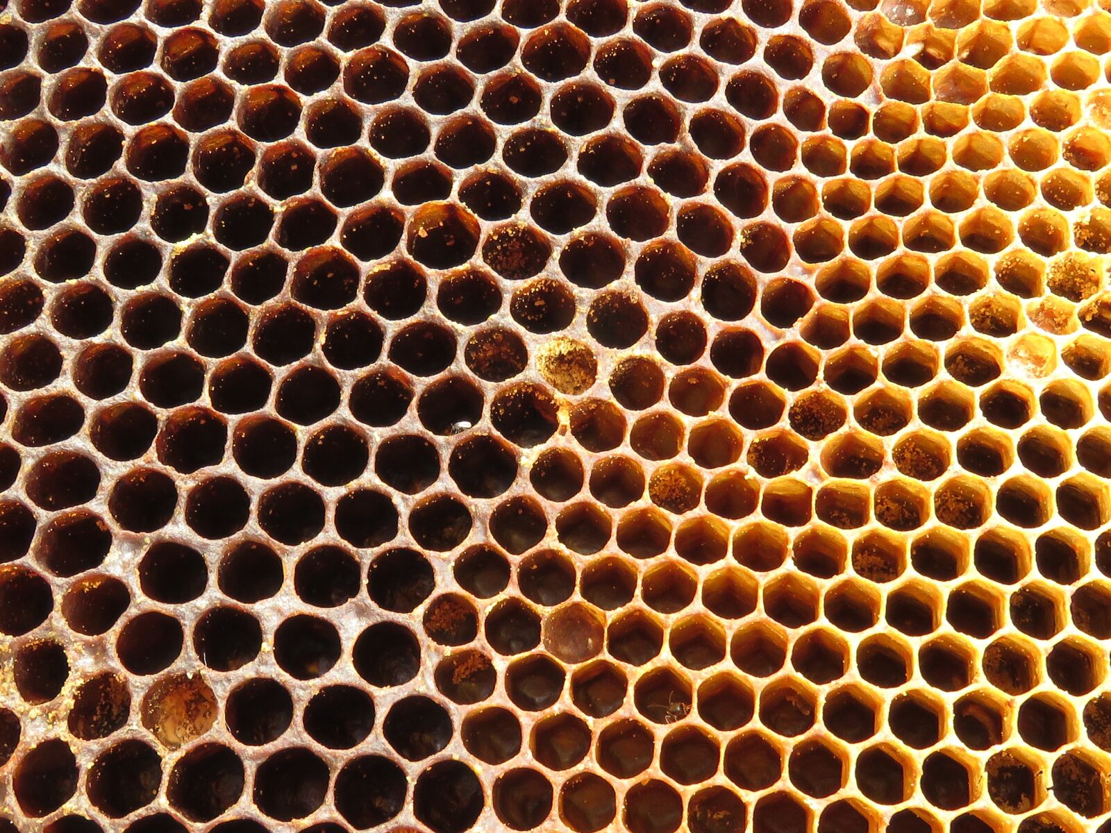Canon PowerShot SX60 HS sample photo. Hive, radius, bees photography