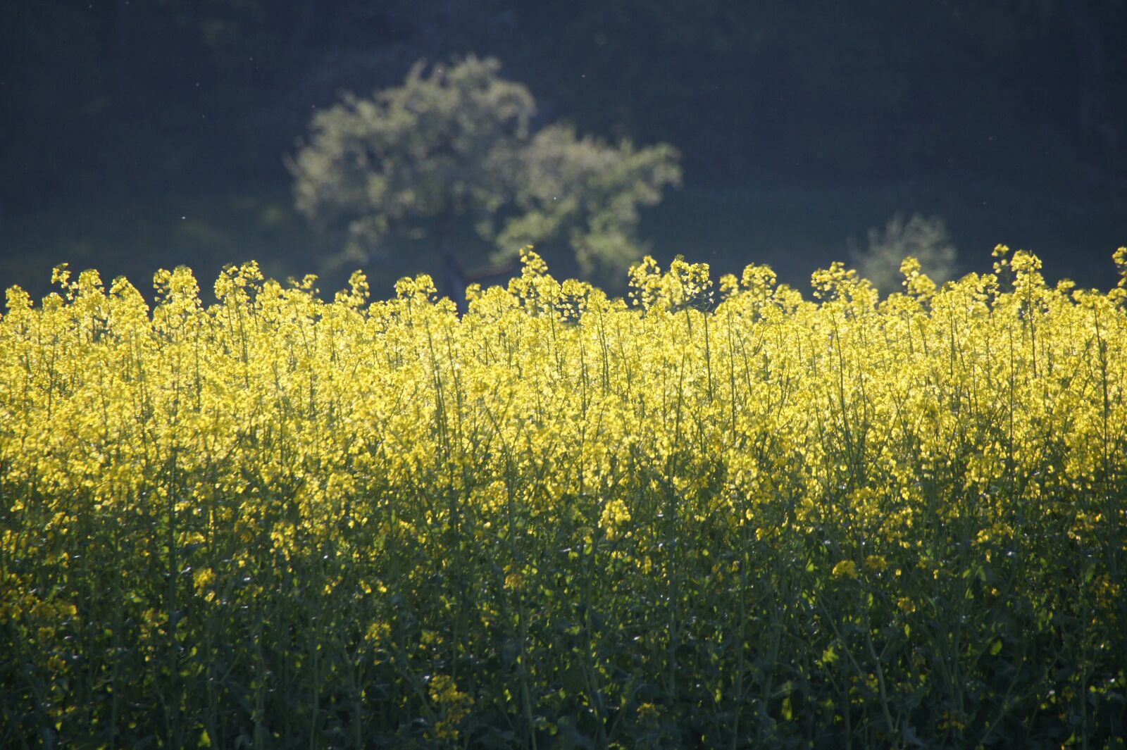 Sony Alpha DSLR-A550 sample photo. Field of rapeseeds, yellow photography