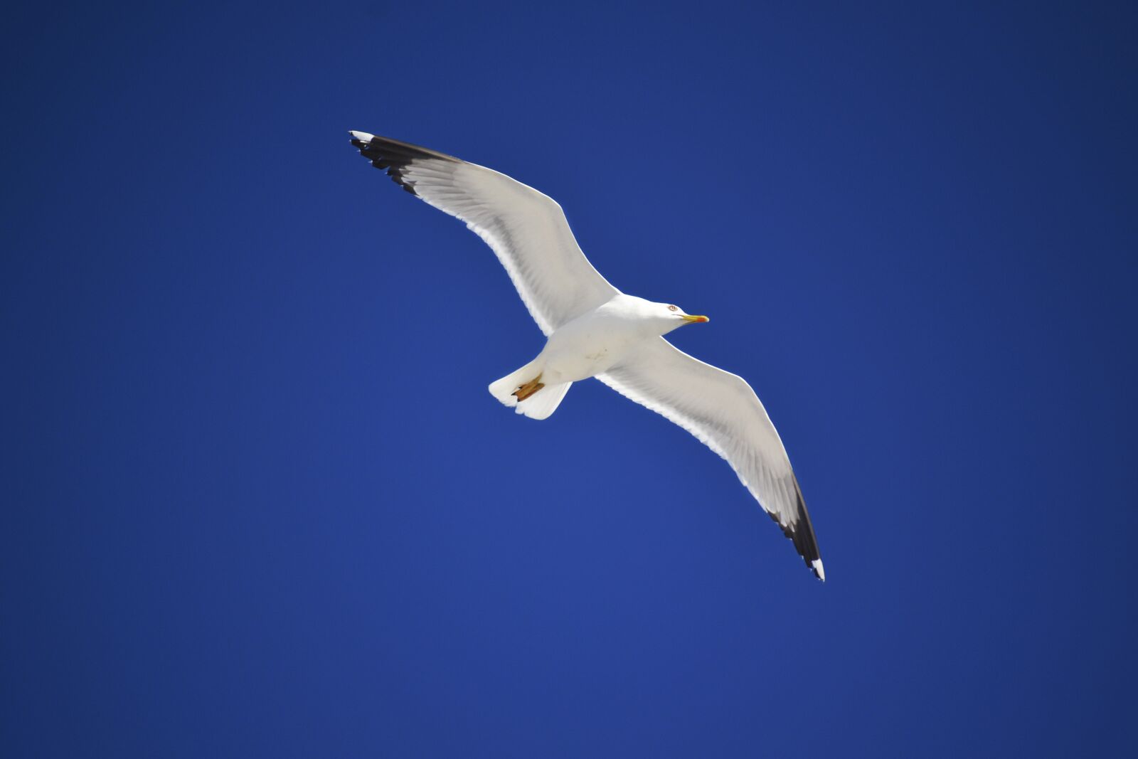 Nikon D3100 sample photo. Seagull, bird in the photography