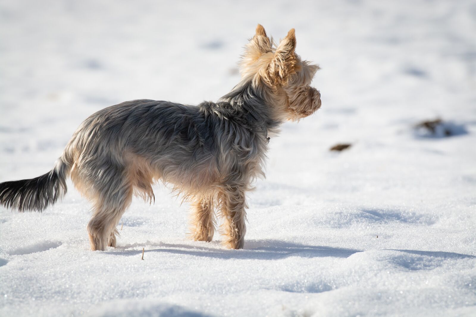 Nikon D7100 sample photo. Dog, yorkie, yorkshire terrier photography