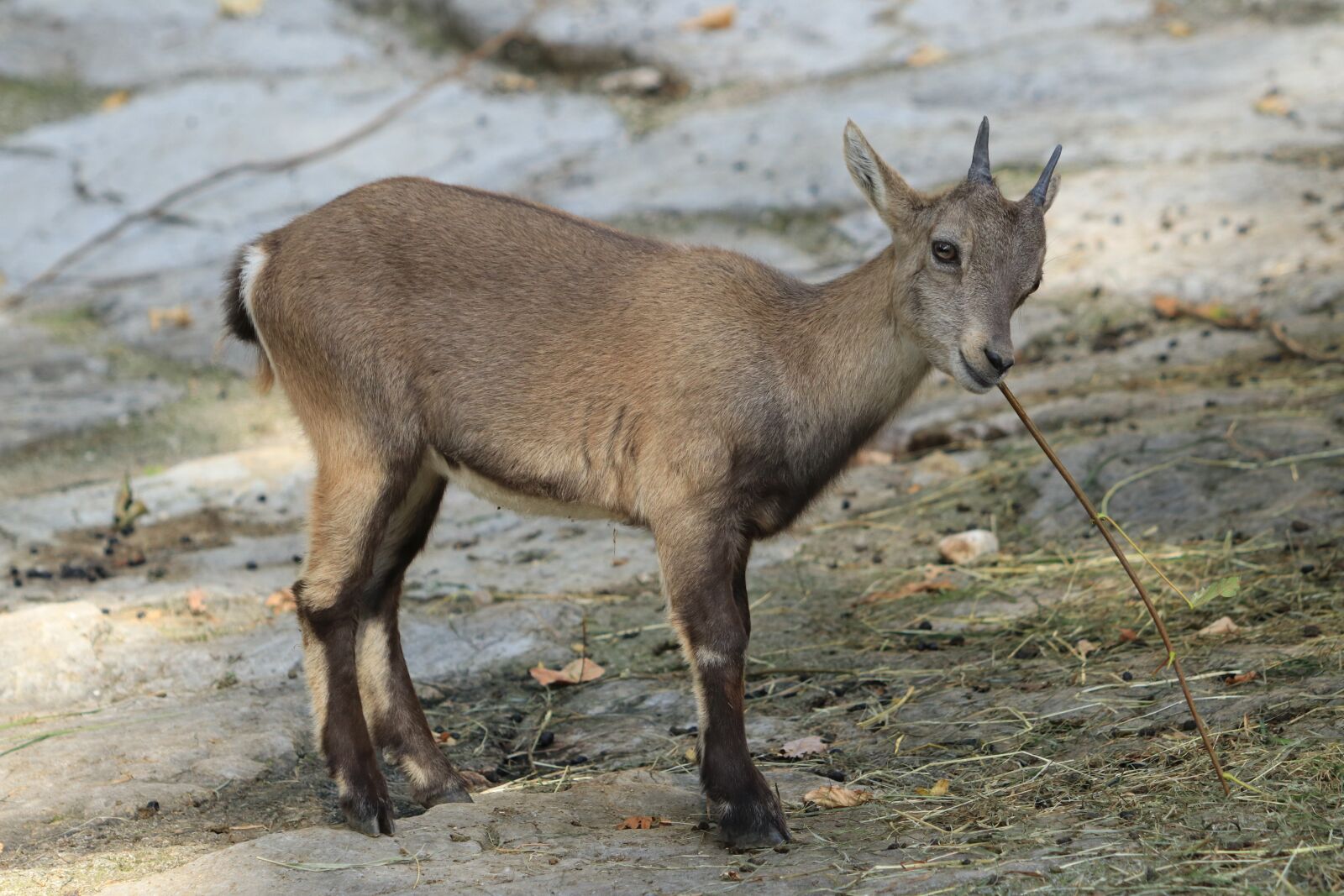 Canon EF 70-300 F4-5.6 IS II USM sample photo. Capricorn, animals, mammals photography