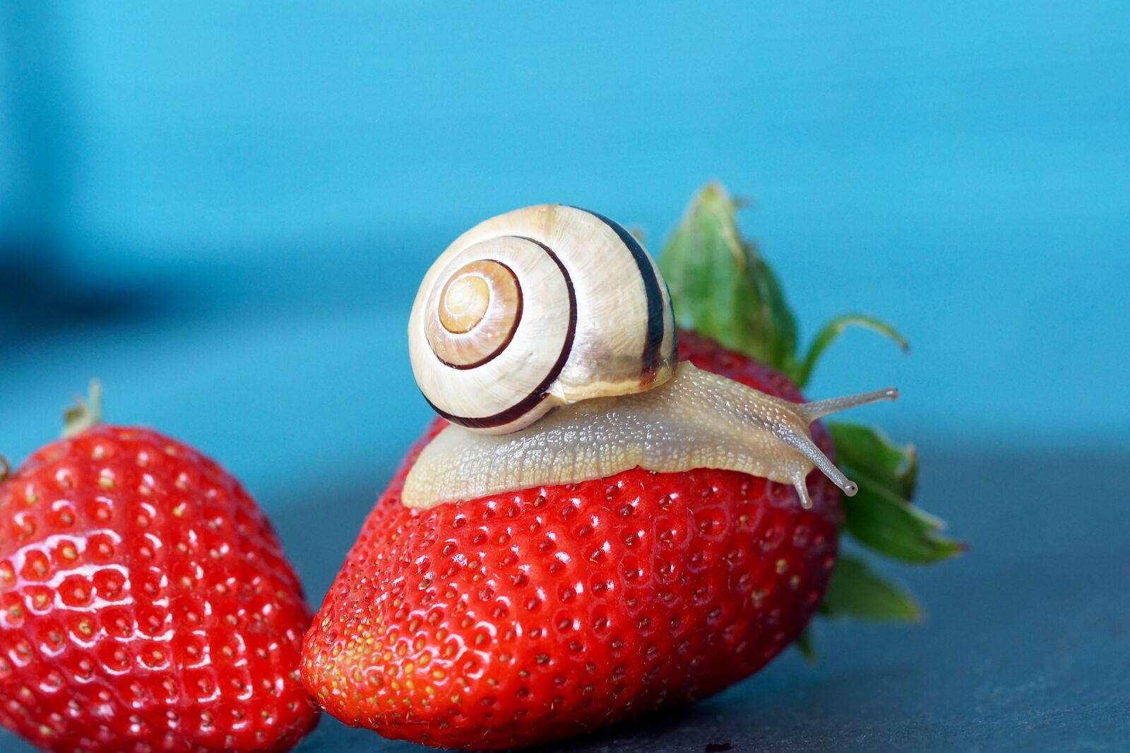 Sony ILCA-77M2 + Tamron SP AF 90mm F2.8 Di Macro sample photo. Strawberry, snail, shell photography