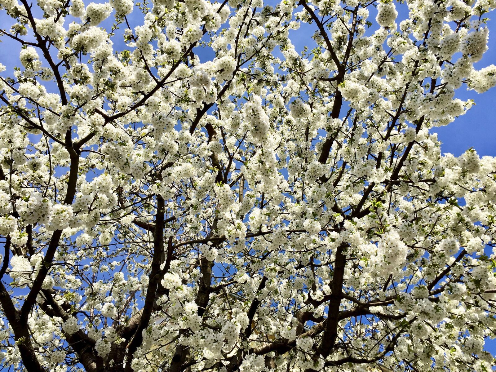 iPhone 6 back camera 4.15mm f/2.2 sample photo. Flowers, spring, nature photography