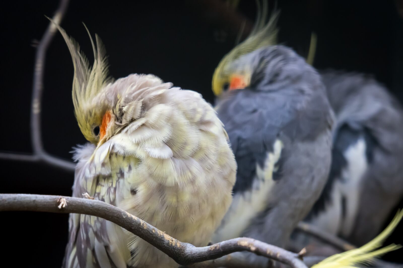 Canon PowerShot G3 X sample photo. Cockatiel, parakeet, bird photography