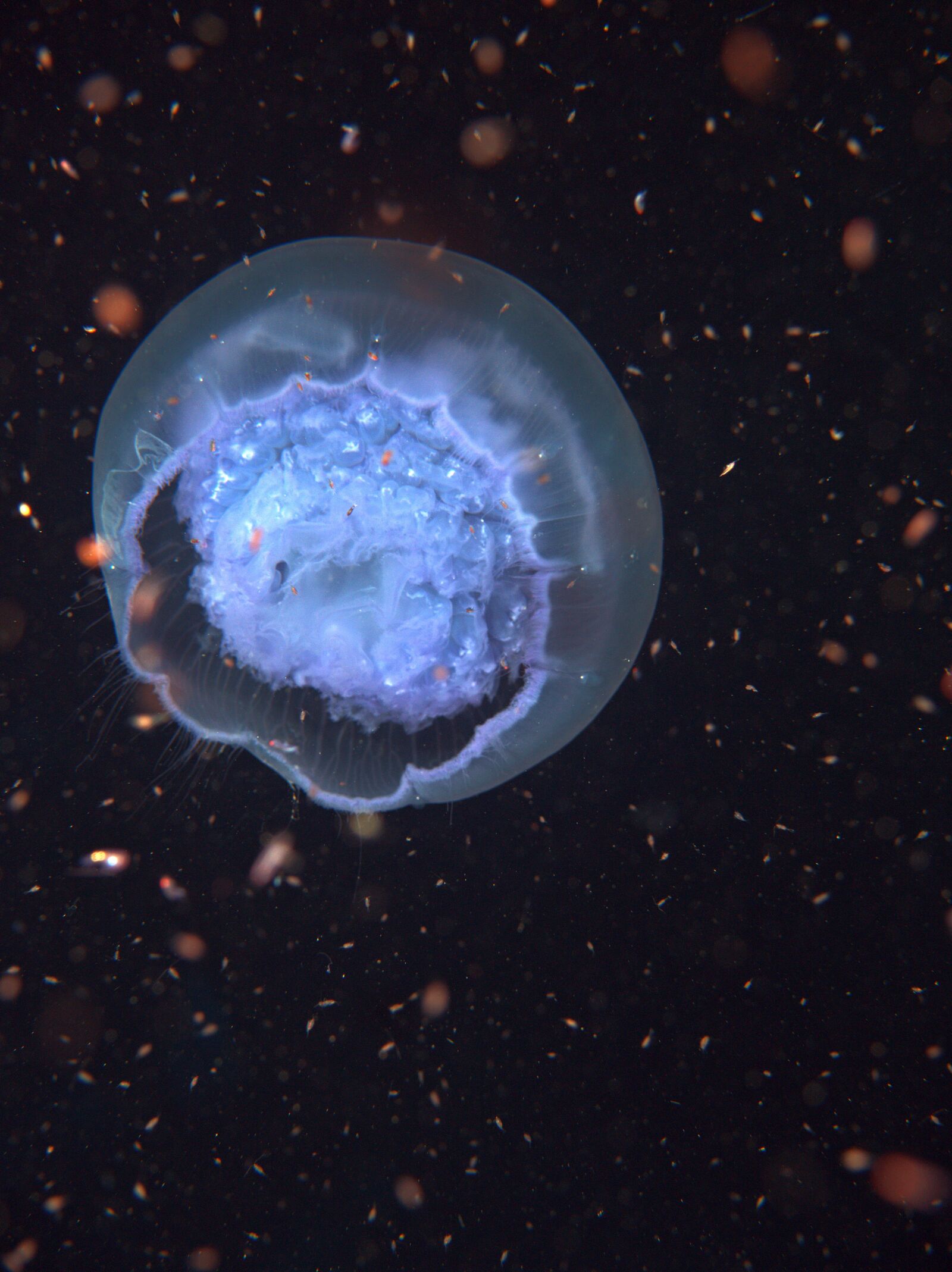 Olympus PEN E-PL5 sample photo. Blub, jelly-fish, medusa photography