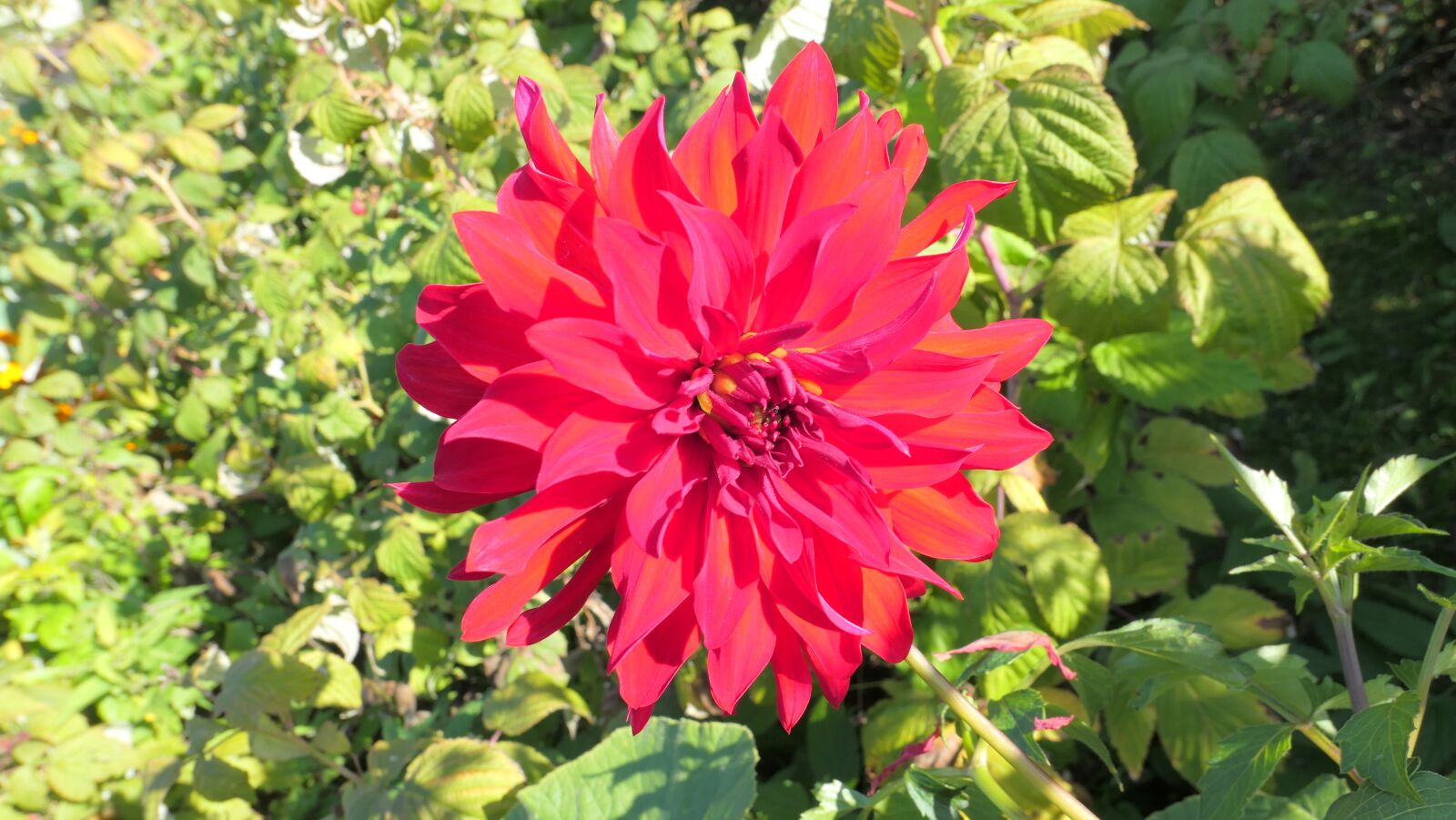 Panasonic Lumix DMC-LX10 (Lumix DMC-LX15) sample photo. Dalia, red, flower photography