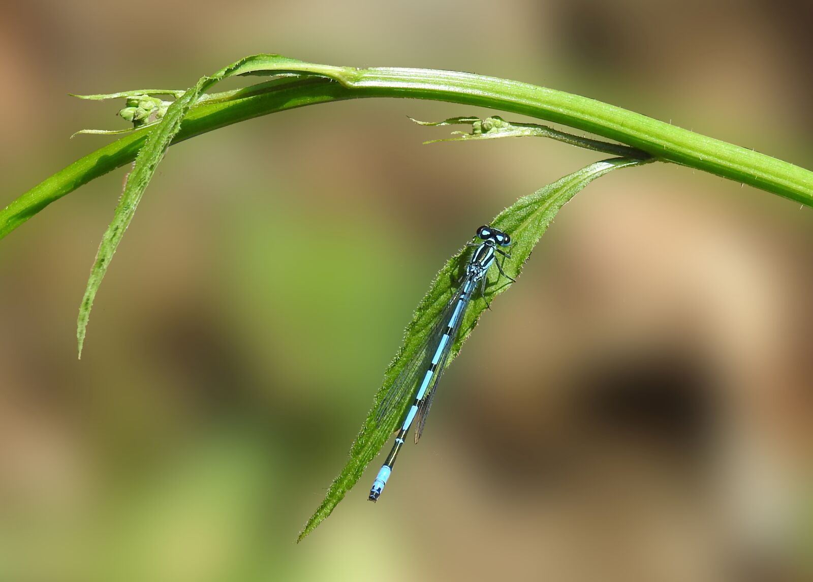 Nikon Coolpix P900 sample photo. Dragonfly, nature, insect photography