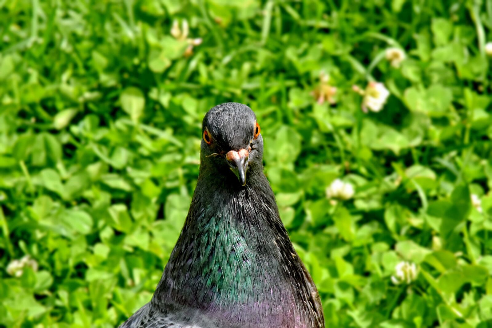 Nikon D5500 sample photo. Green grass, head, pigeon photography