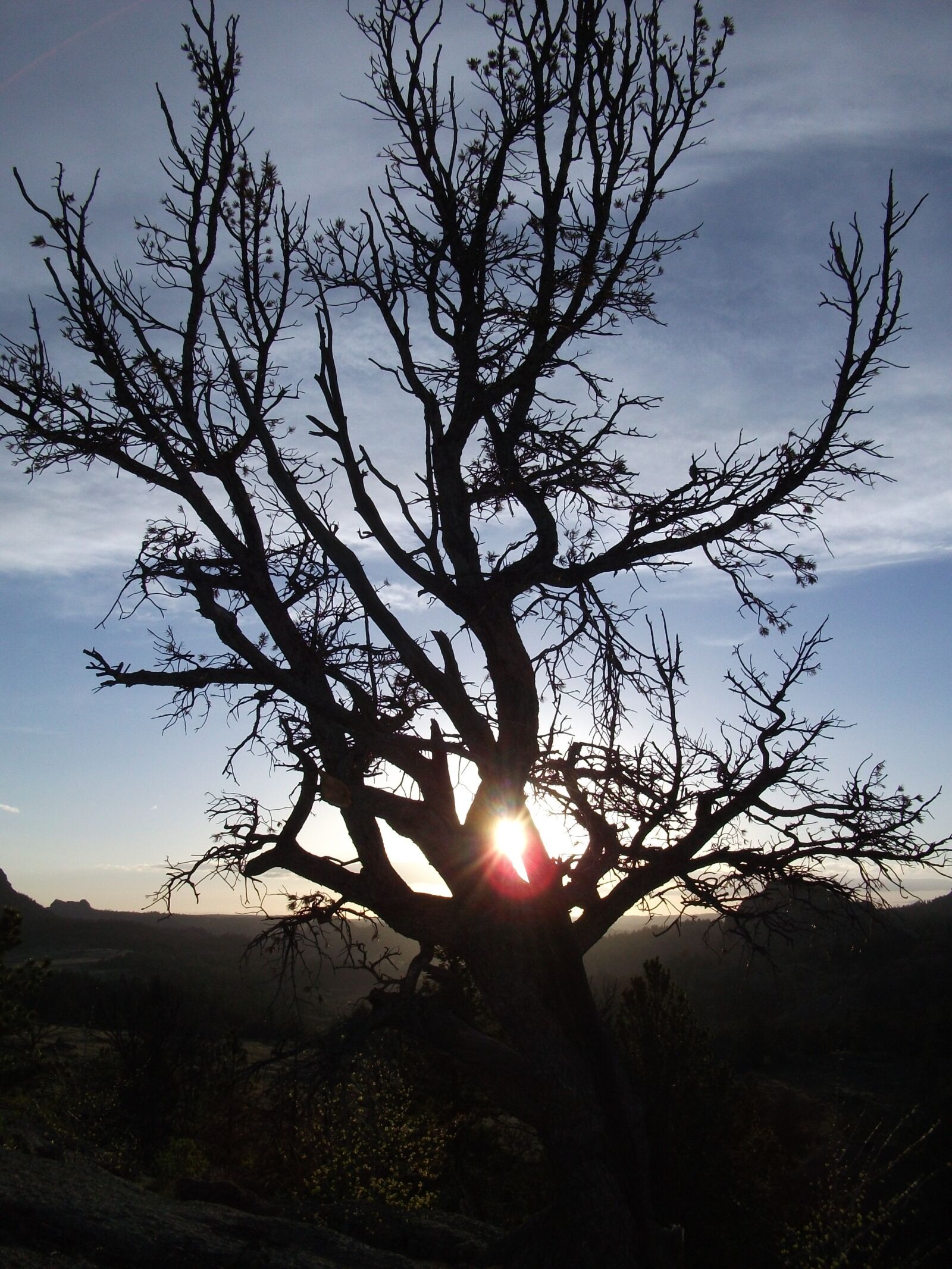Fujifilm A170 A180 sample photo. Tree, sunset, nature photography