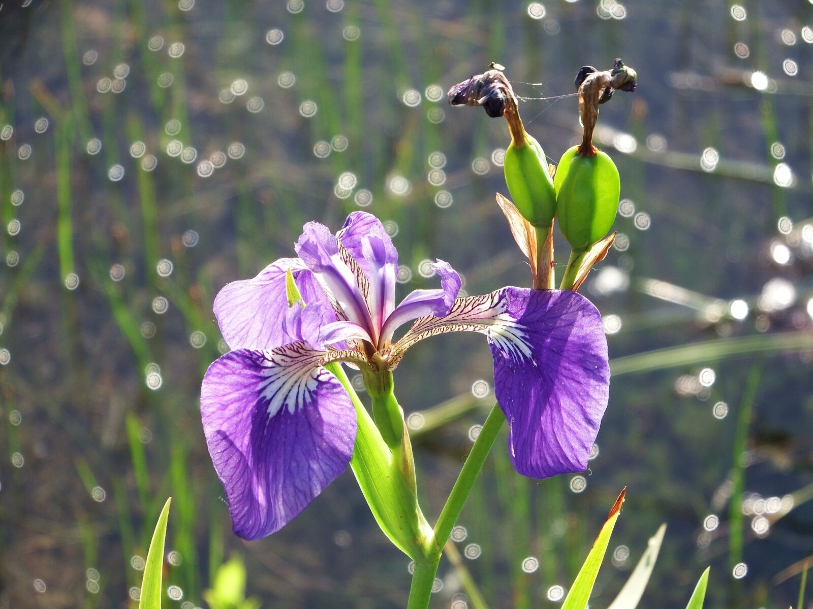 Fujifilm FinePix S1 sample photo. Iris, flower, summer photography
