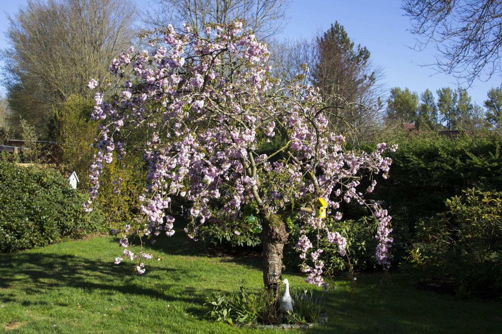 Canon EOS 60D sample photo. Cherry tree, flowers, cherry photography