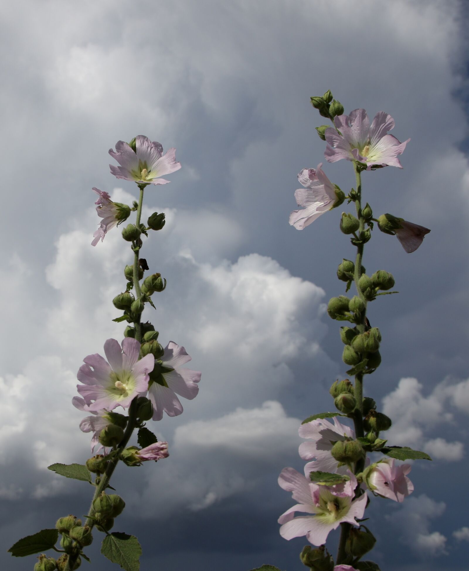 Canon EOS 7D Mark II sample photo. Mallow, flowers, sky photography