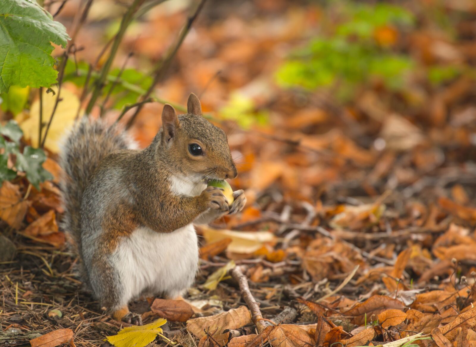 Canon EOS 70D + Canon EF 70-300mm F4-5.6L IS USM sample photo. Squirrel, autumn, animal photography