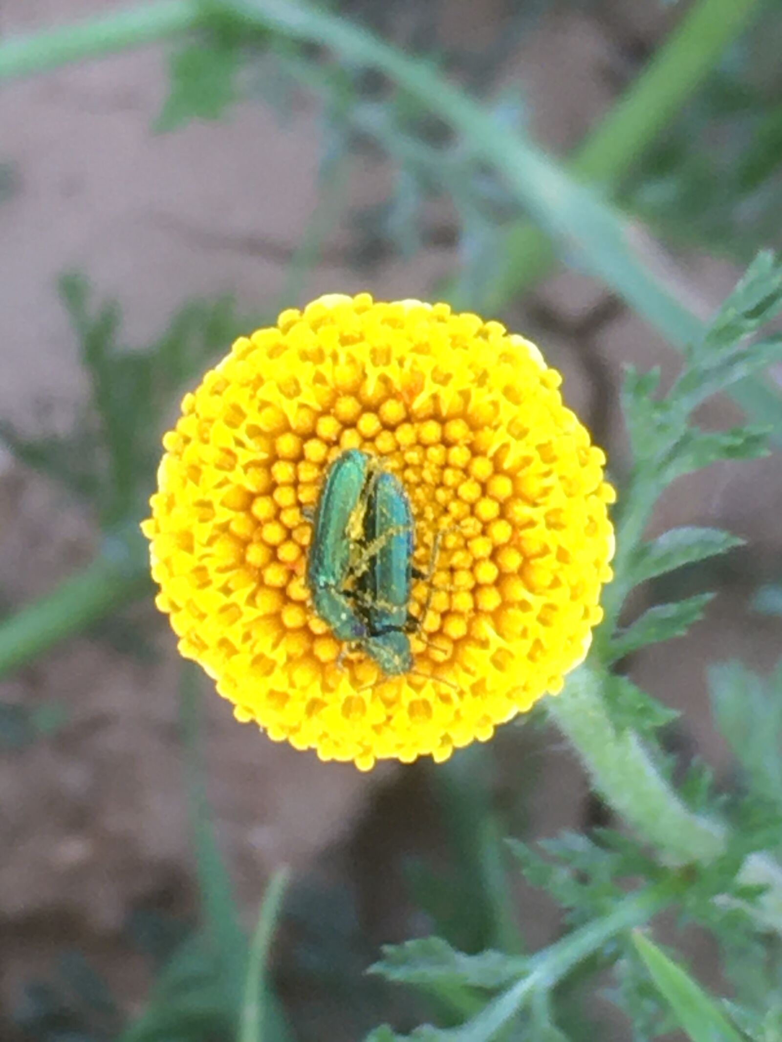 iPhone SE back camera 4.15mm f/2.2 sample photo. Flower, insect, insects photography
