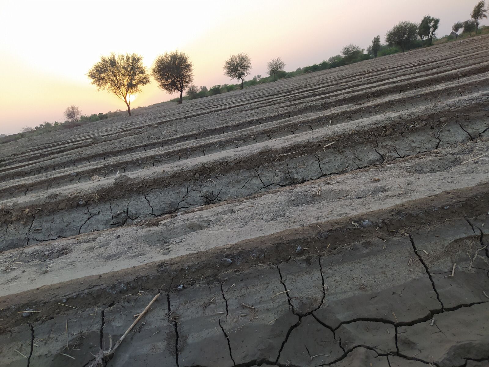 Xiaomi Redmi Note 8 sample photo. Cotton sowing, agricultural, landscape photography