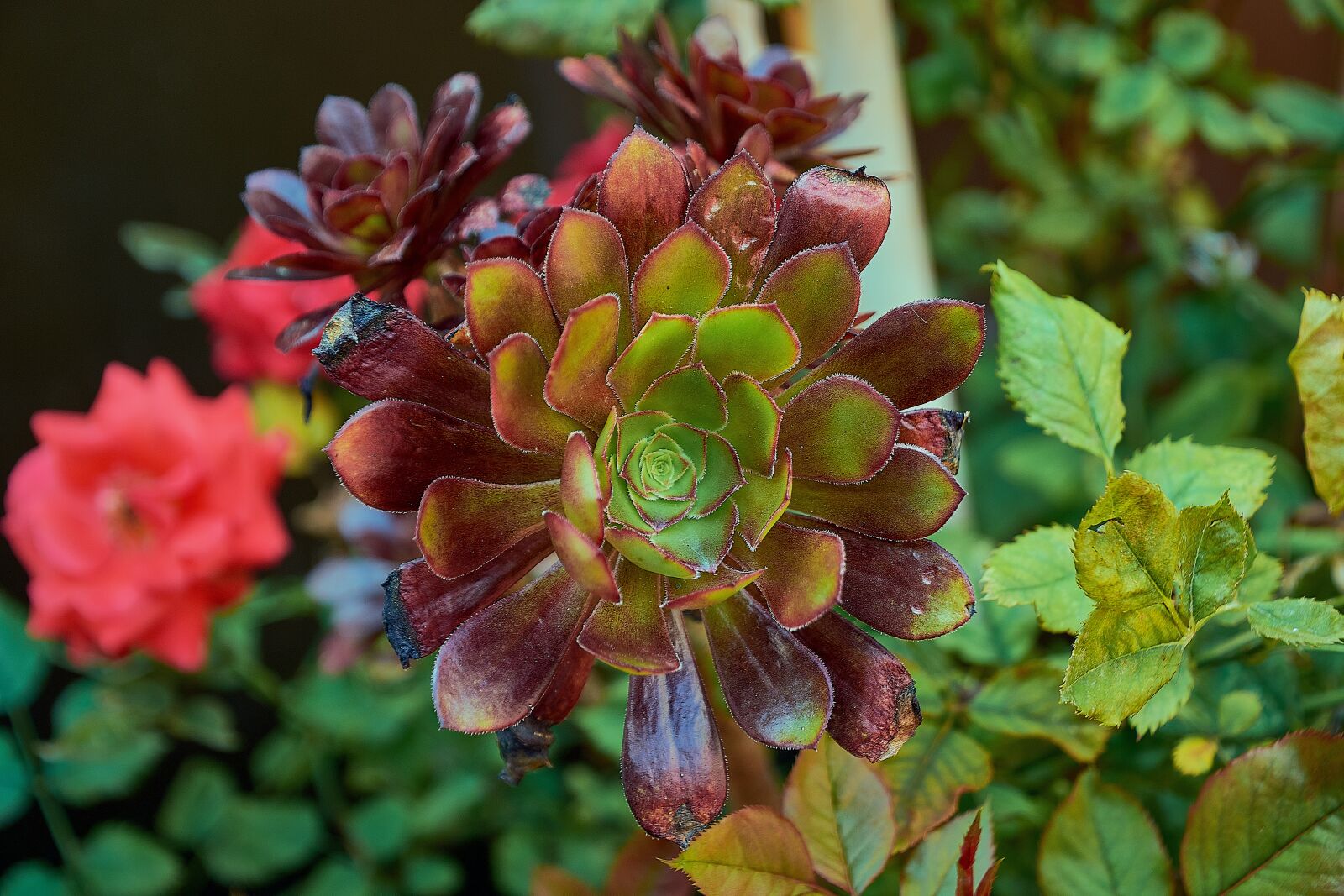 Nikon D7200 sample photo. Plant, leaves, garden photography