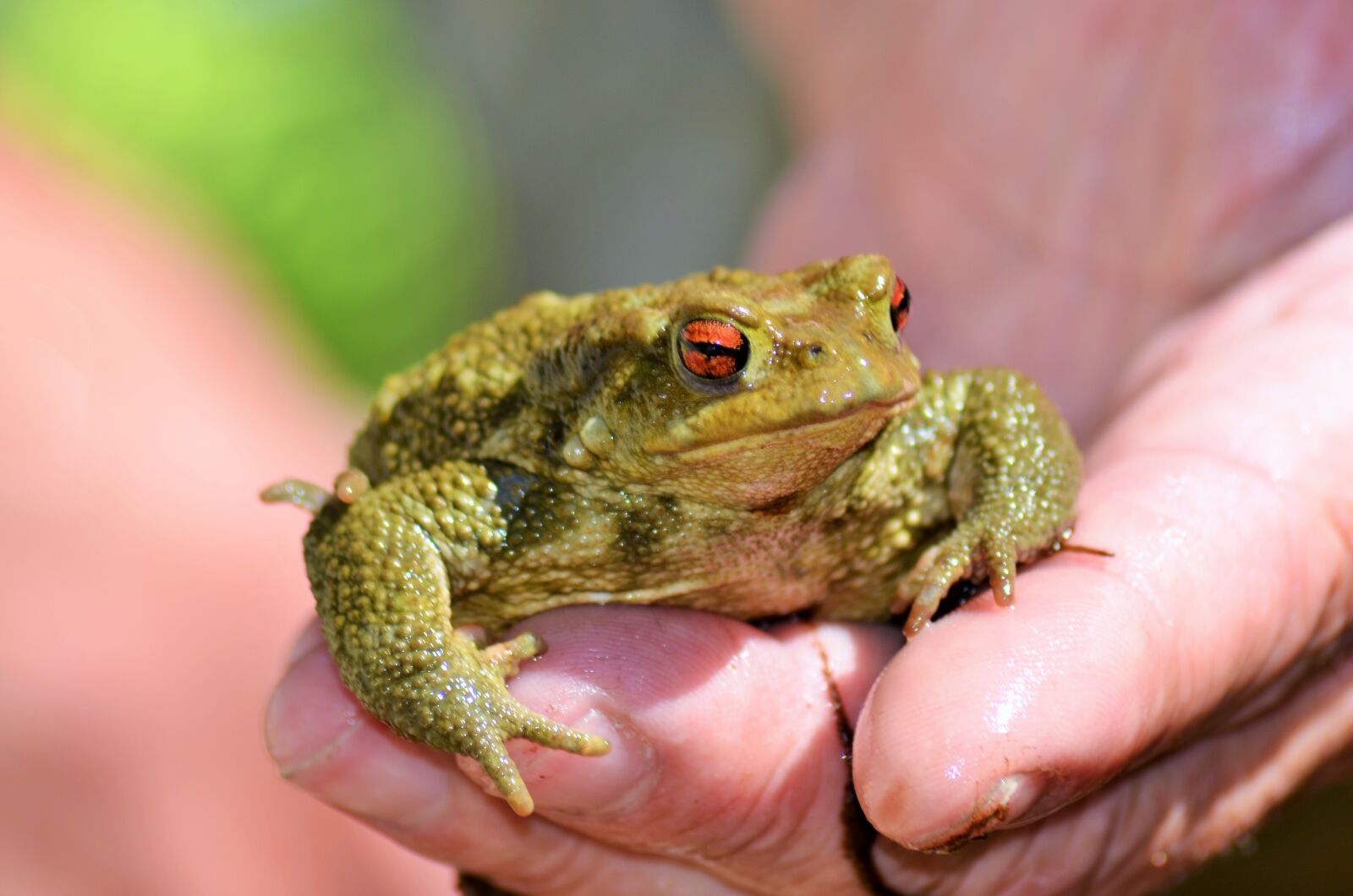 Nikon D5100 sample photo. Toad, frog, gerardo photography