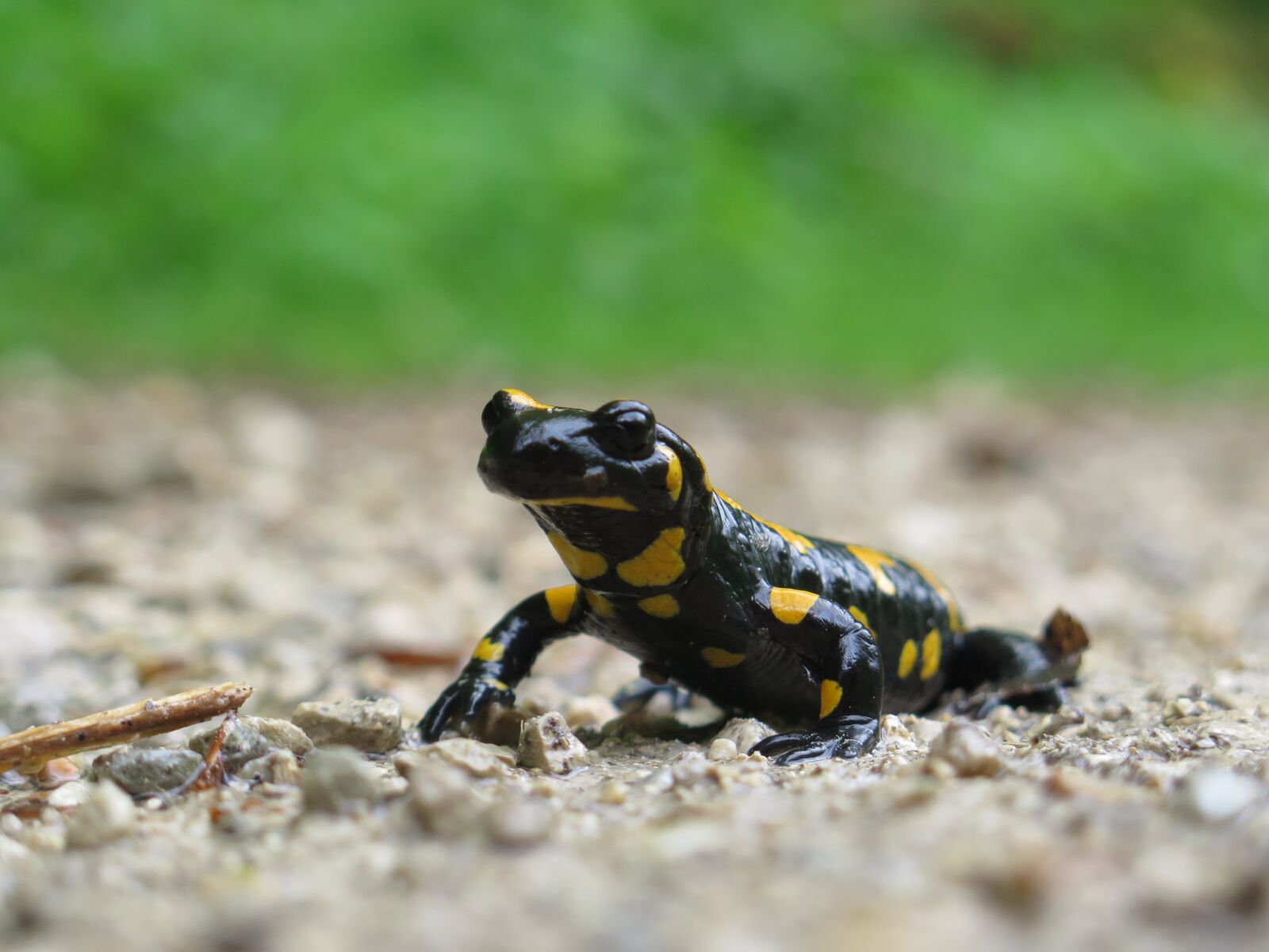 Canon PowerShot G16 sample photo. Salamander, reptile, amphibian photography