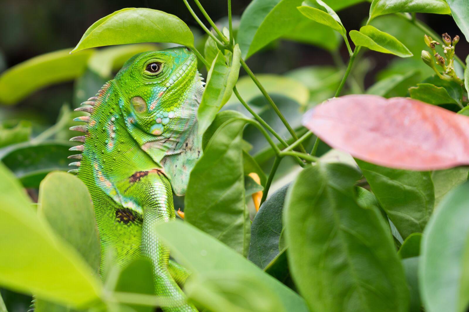 Nikon D3400 sample photo. Iguana, green, reptile photography