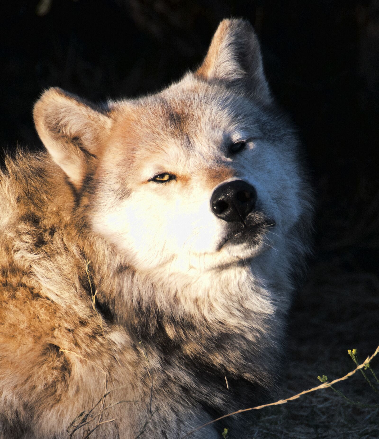 Nikon D300 sample photo. Wolf, wolves, predator photography