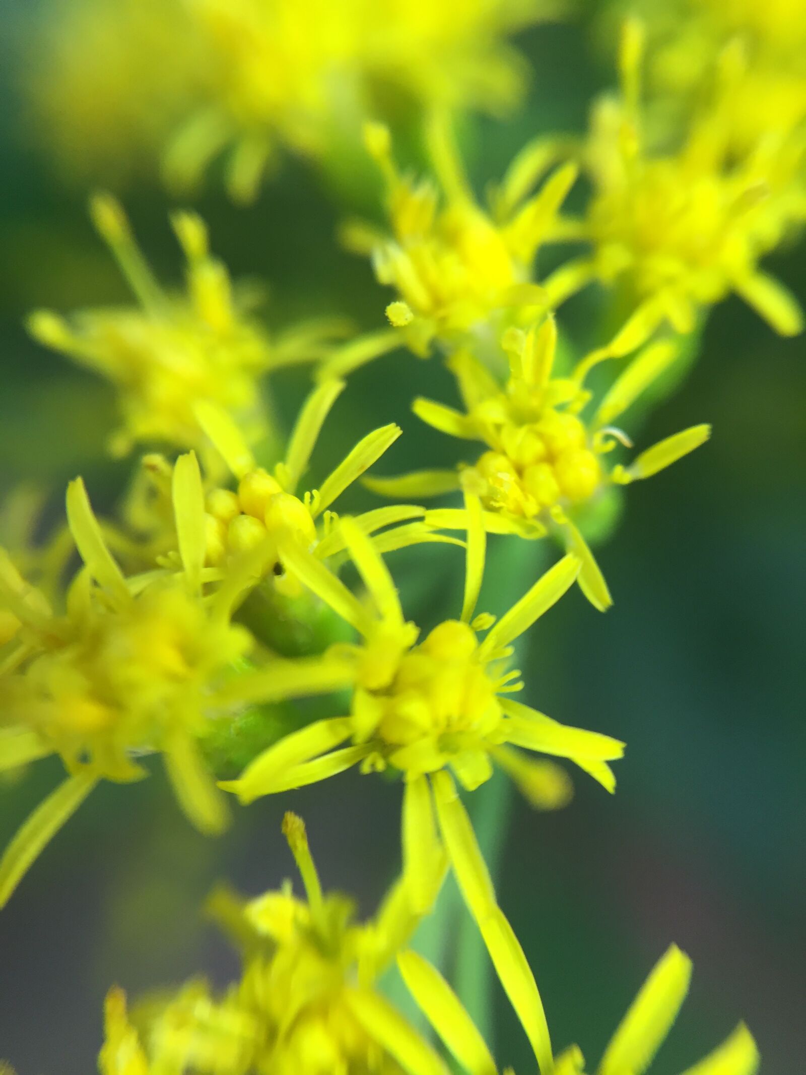 iPhone 6 back camera 4.15mm f/2.2 sample photo. Yellow, green, flower photography