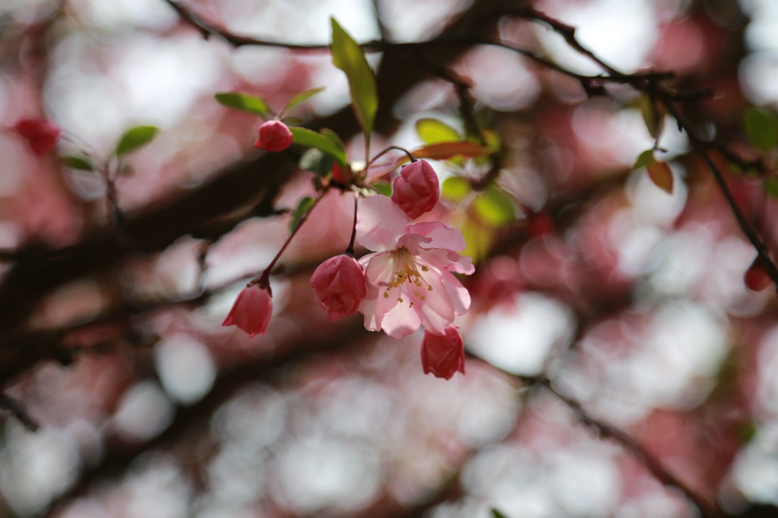 Canon EOS 6D + Canon EF 24-105mm F4L IS USM sample photo. Cherry blossom, cherry tree photography