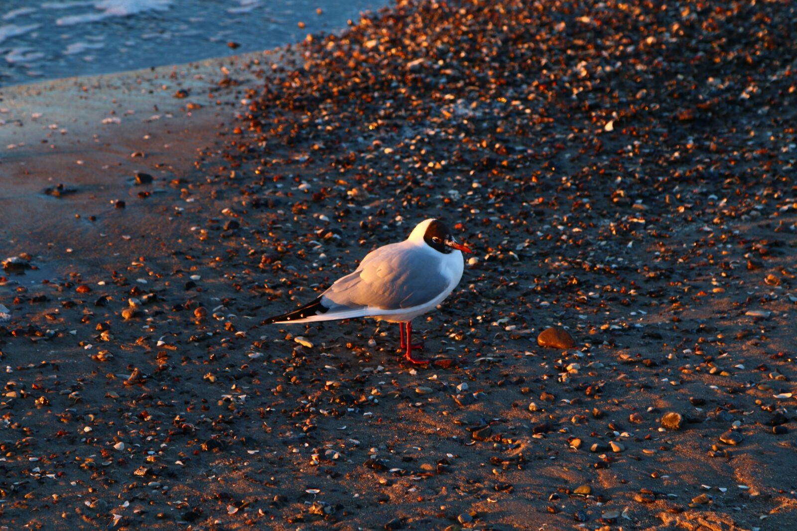 Canon EOS 70D + Canon EF 24-105mm F4L IS USM sample photo. Seagull, bird, waters photography