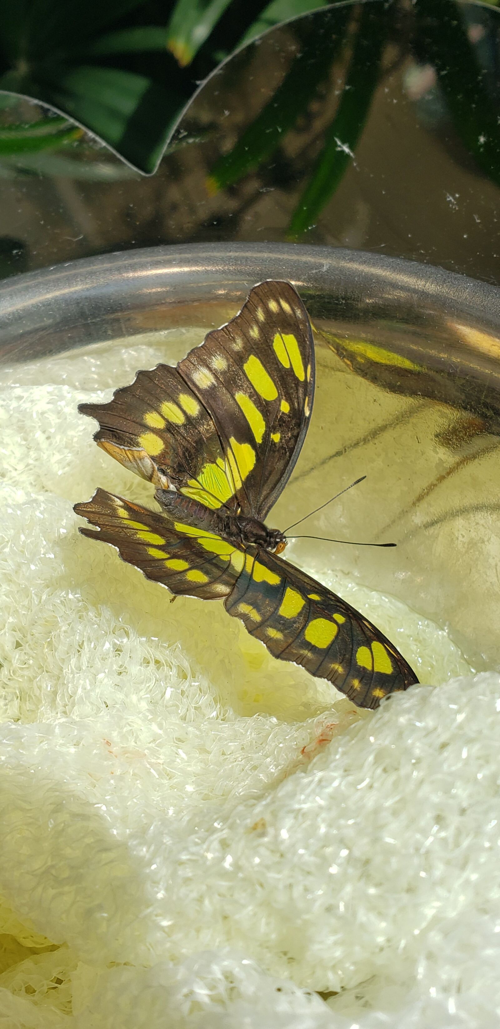 Samsung Galaxy S9 sample photo. Nature, butterfly, insect photography
