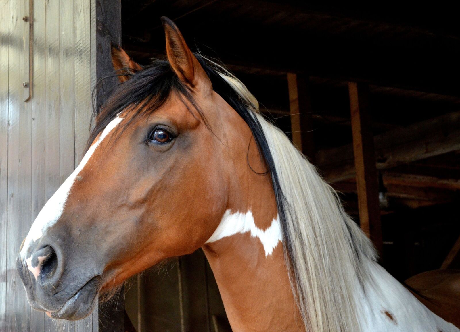 Nikon D5100 sample photo. Horse, andalusian quater horse photography