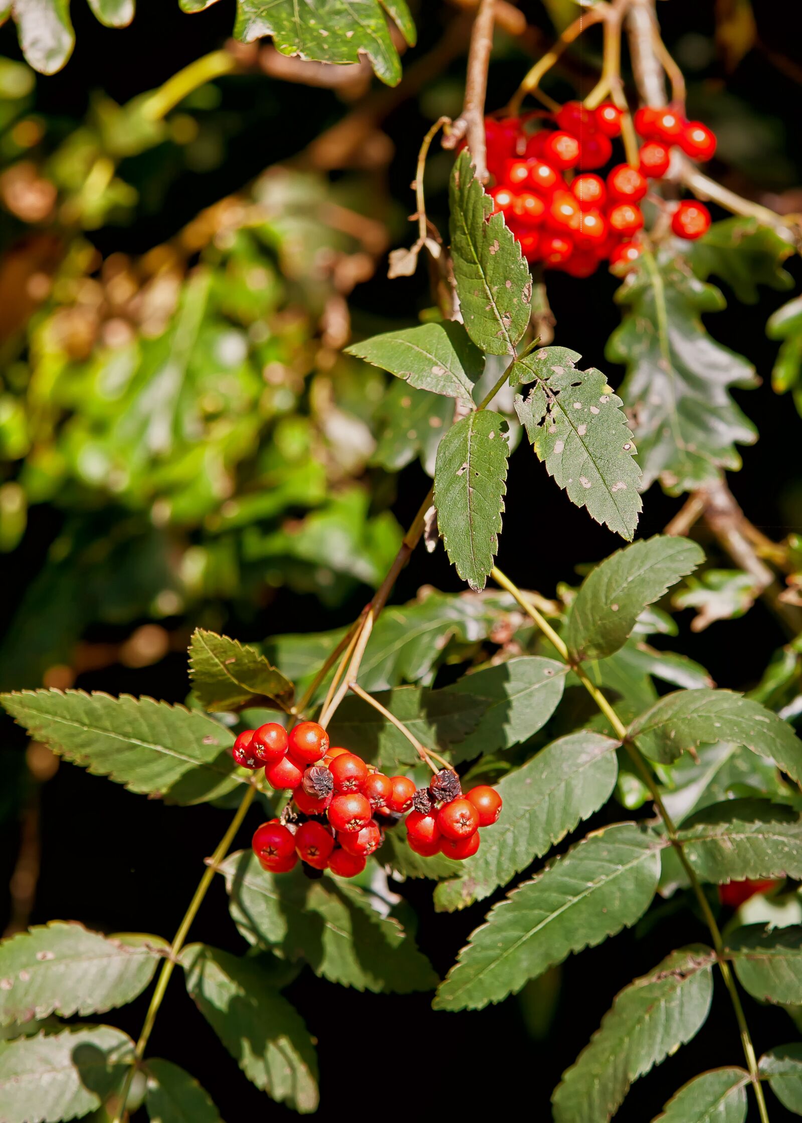 Canon EOS 50D sample photo. Fruit, red, berries photography