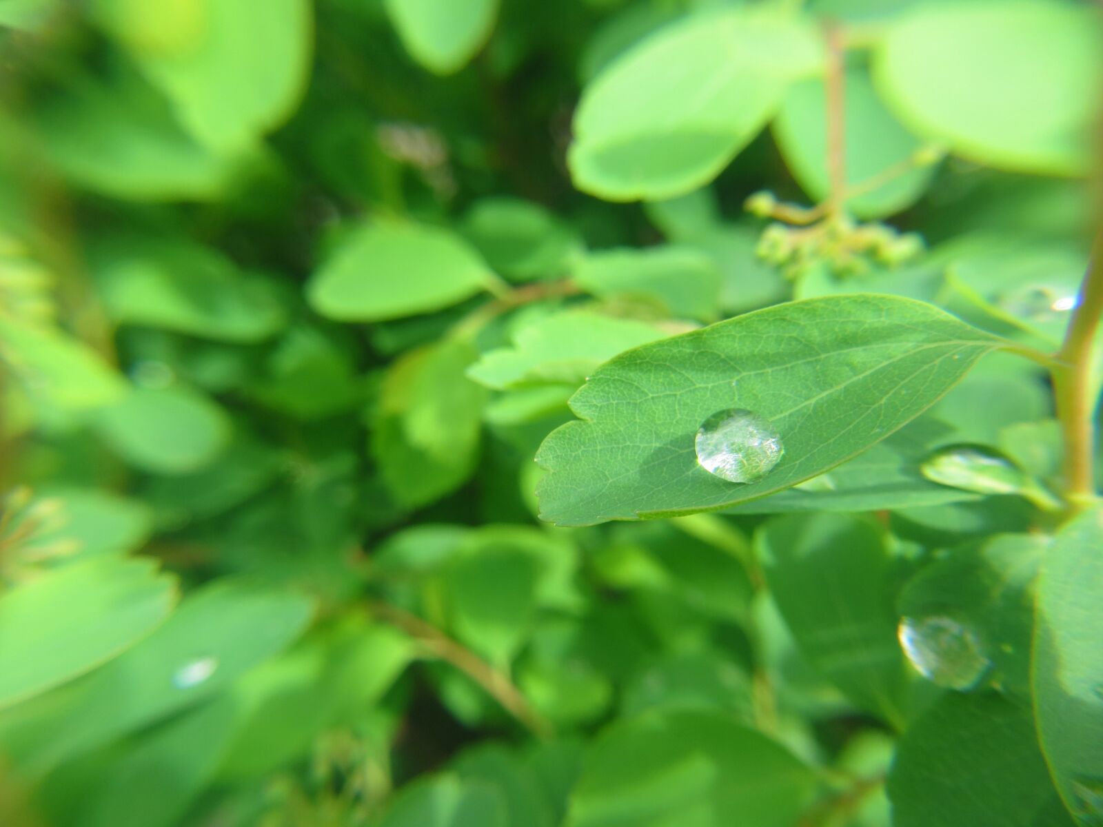 Canon PowerShot SX260 HS sample photo. Dew, drops, green, leaf photography
