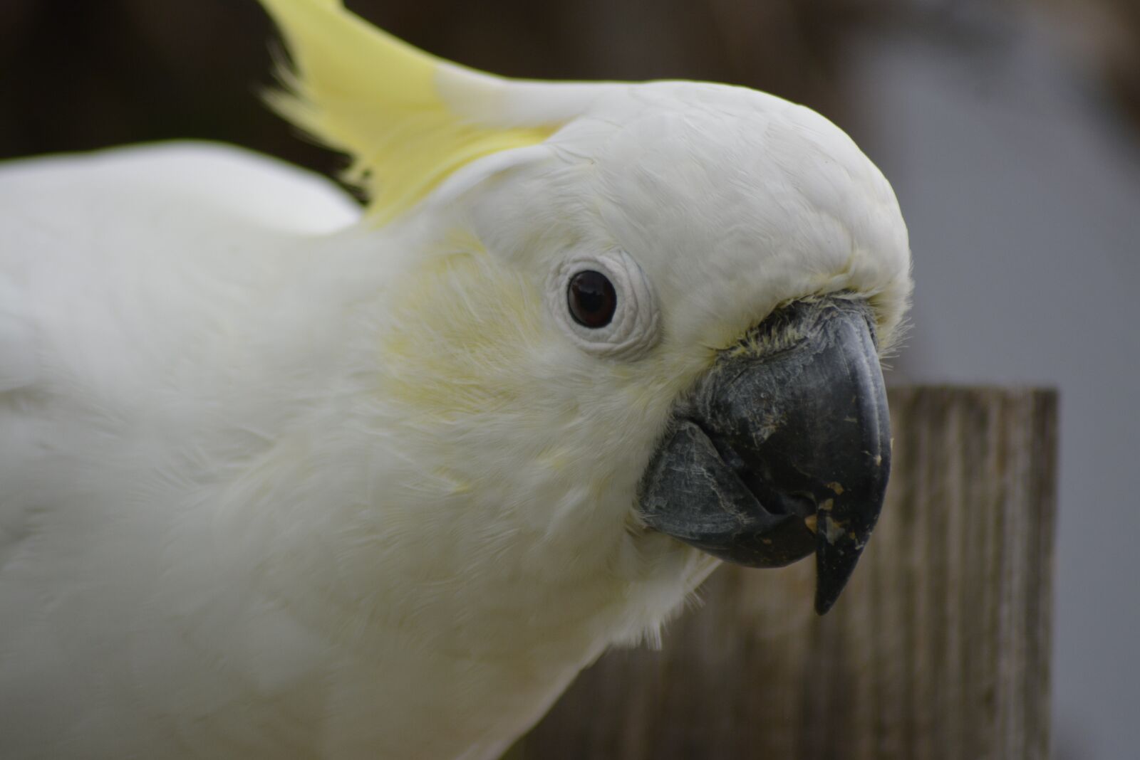 Nikon D7100 sample photo. Cockatoo, nature, bird photography