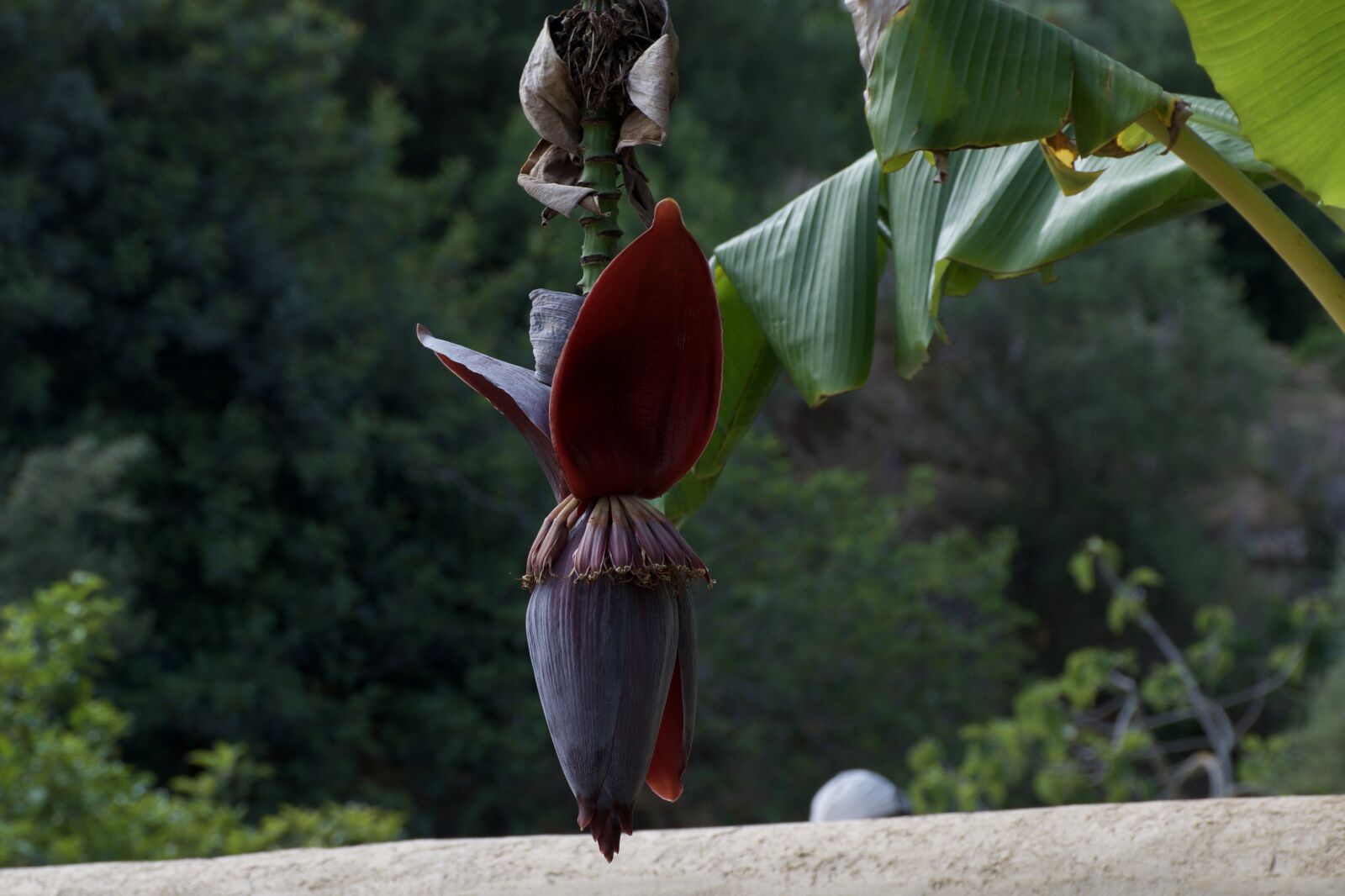 Nikon D5300 sample photo. Flower, banana, palm photography