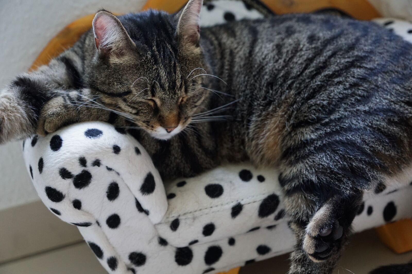 Sony ILCA-77M2 + Sony DT 16-50mm F2.8 SSM sample photo. Pet, animal, cute photography