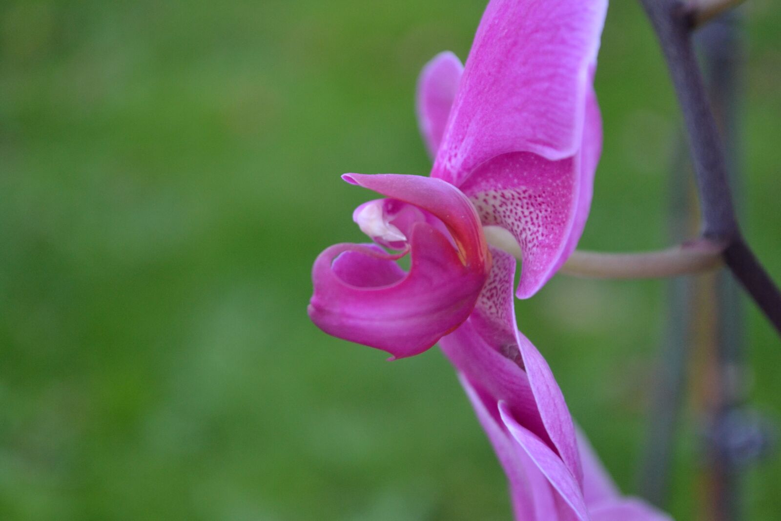 Nikon D3100 sample photo. Orchid, flower, pink photography